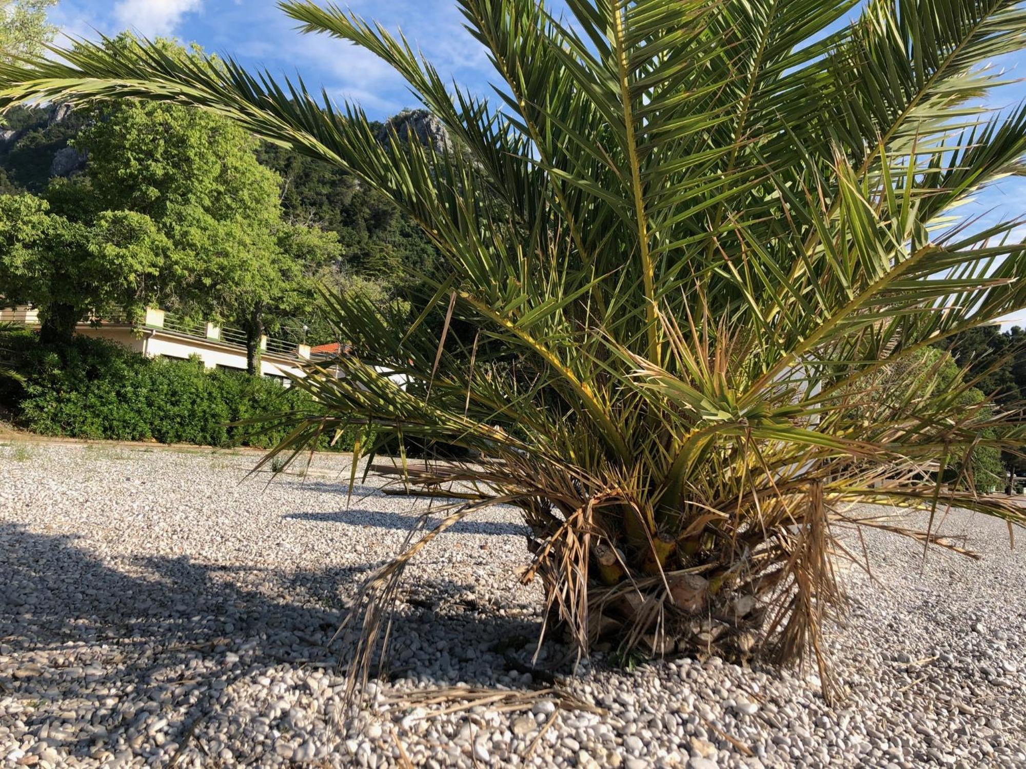 Villa Sabine Apartment Losinj Medveja Eksteriør billede